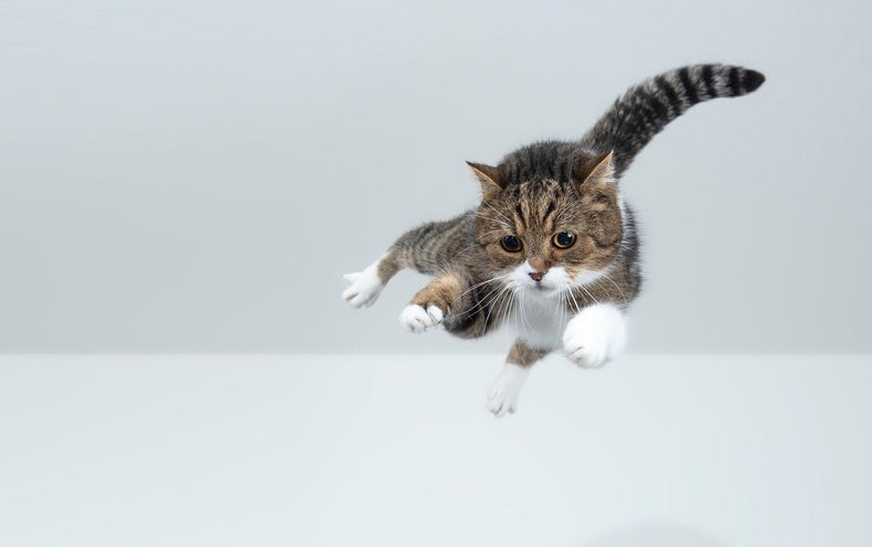 Why Do Cats Land on Their Feet? Physics Explains