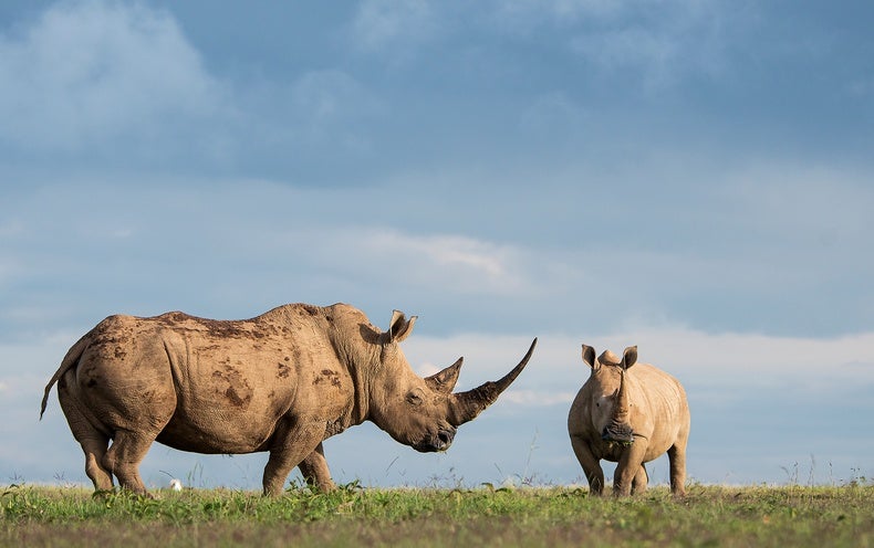 Large Herbivores Can Help Prevent Massive Wildfires