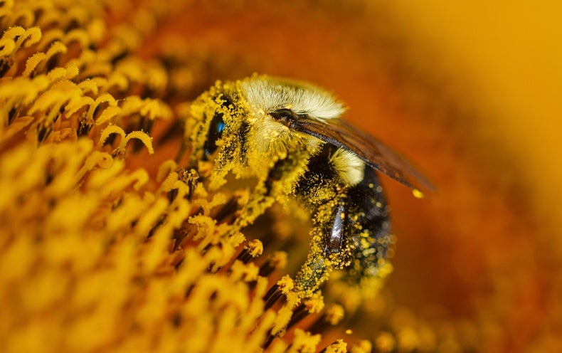 Bees 'Buzz' in More Ways Than You Might Think