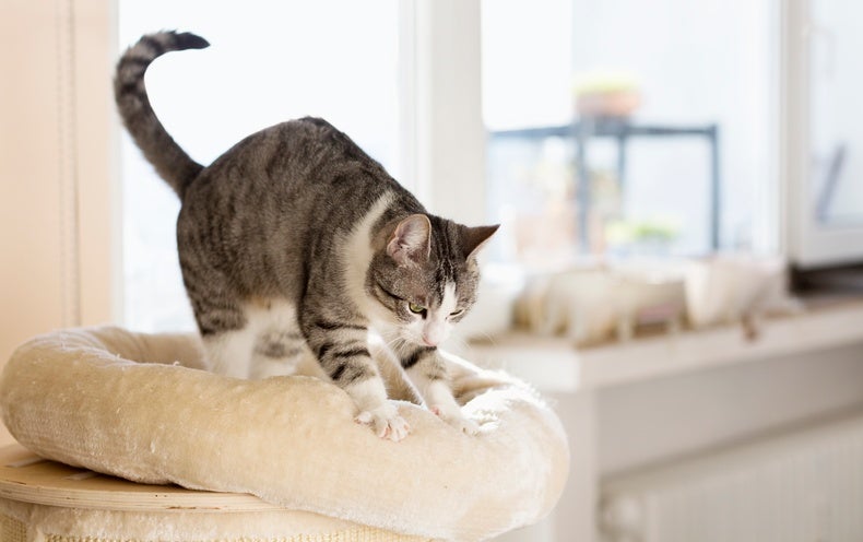 Why Do Cats Knead Like They're Making Biscuits?