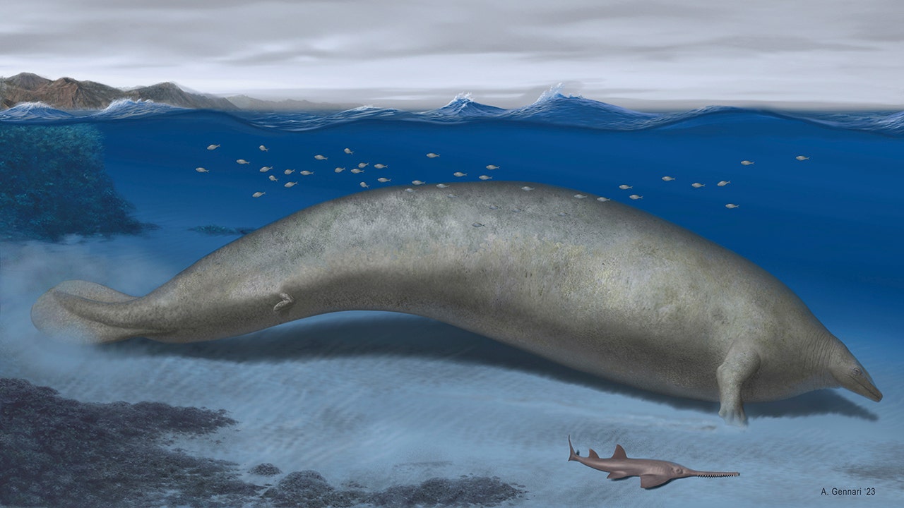 World's heaviest animal may be ancient whale found in the Peruvian desert, scientists say