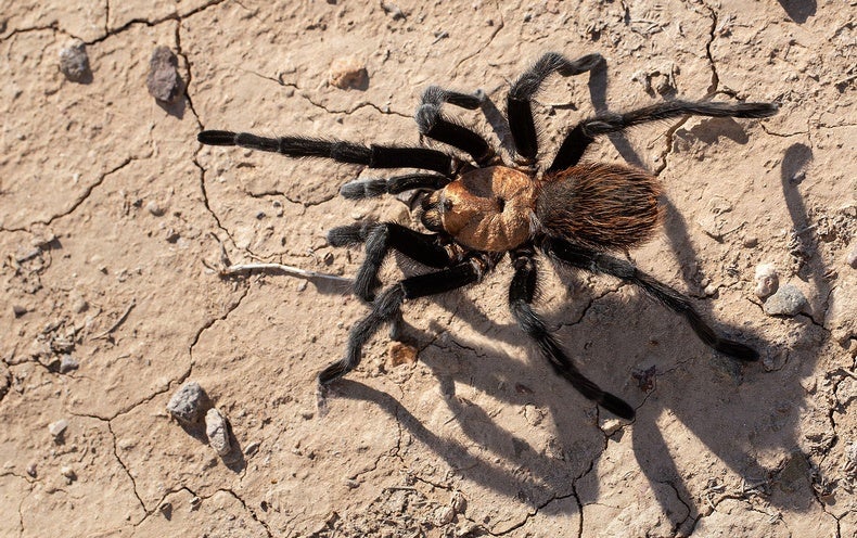 Eaten, Crushed or Starved; Male Tarantulas Trade Their Life to Impregnate a Mate