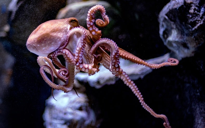 Octopuses Used in Research Could Receive Same Protections as Monkeys