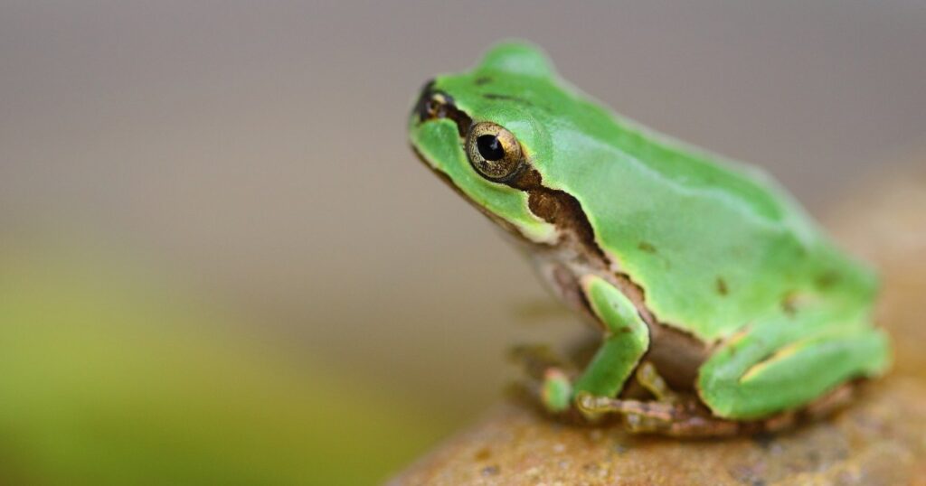 More than 2,000 species of amphibians are threatened by extinction