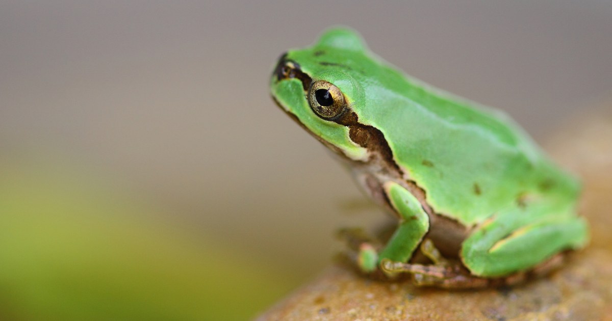 More than 2,000 species of amphibians are threatened by extinction