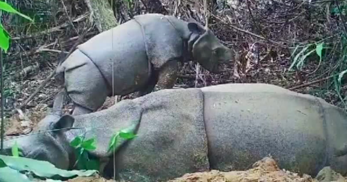 One of the world's most endangered species, Javan rhinos, welcome new calf