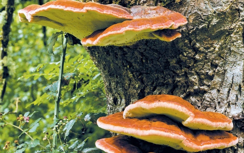 Fungi Make Safer Fireproofing Material