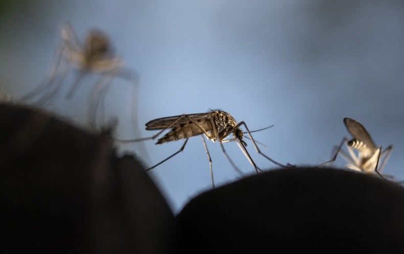 Dengue's Spread in Europe Could Spur Vaccine Development