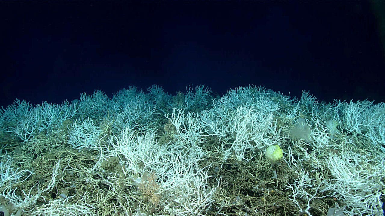 Largest deep-sea coral reef mapped off East Coast: 'Breathtaking in scale'