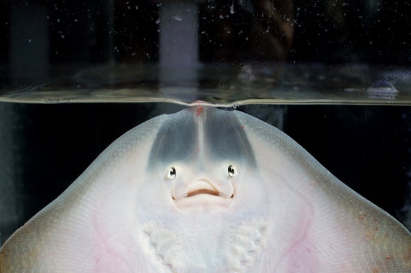 Stingray in aquarium