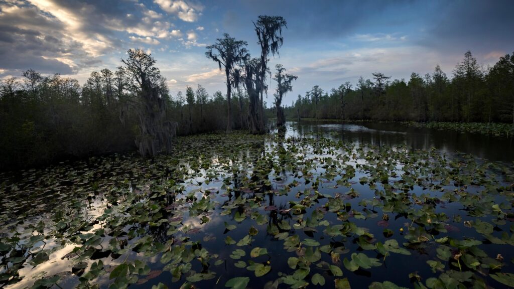 Proposed mine outside Georgia's Okefenokee Swamp nears approval despite environment damage concerns