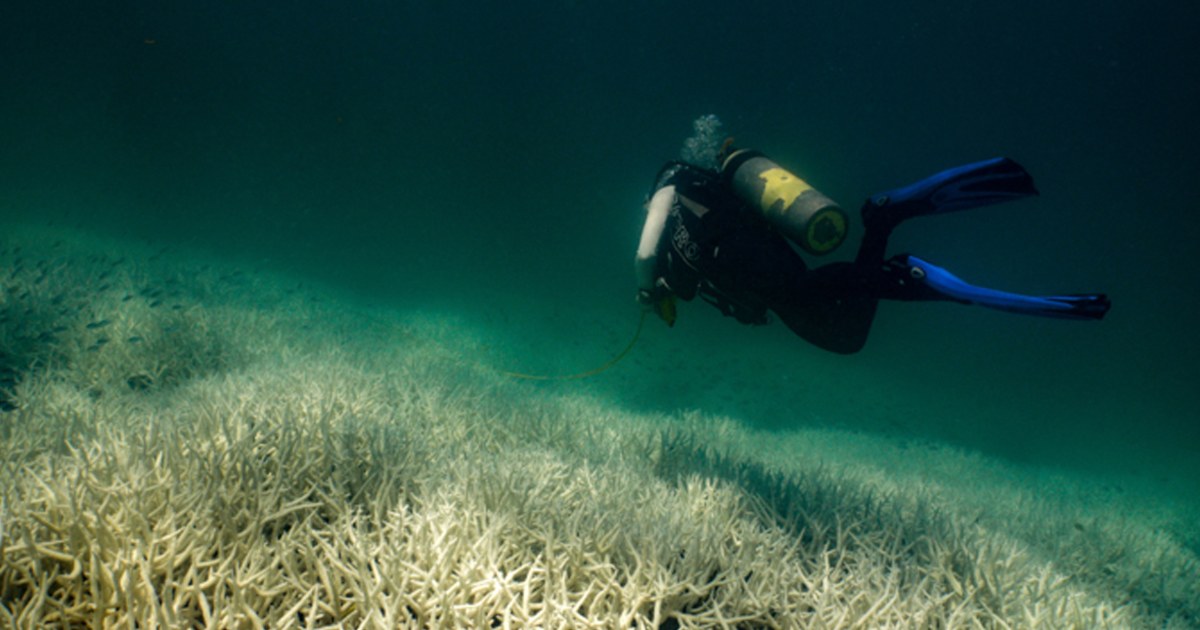 Australia’s Great Barrier Reef hit by fifth mass bleaching event in eight years