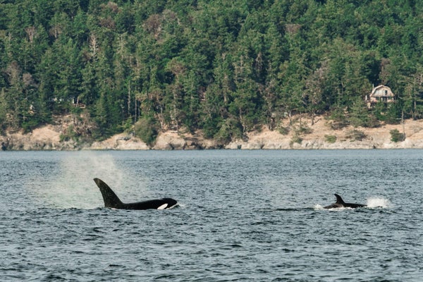 Two killer whales seen swimming in the vicinity of a coastal area with pine trees