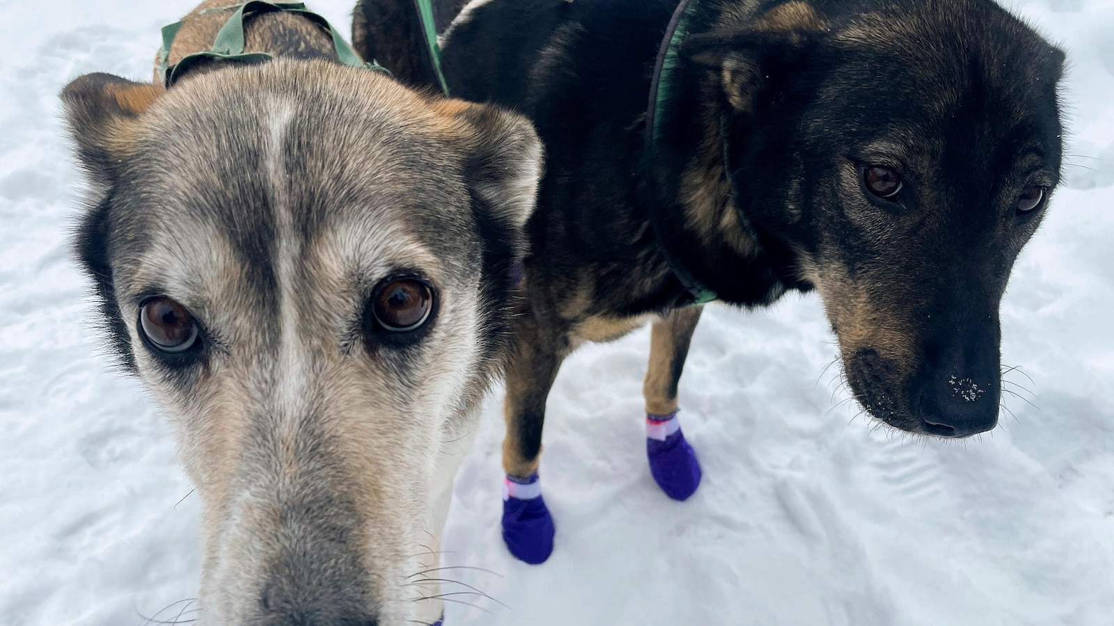 Alaska's Iditarod dogs get neon visibility harnesses after 5 were fatally hit while training